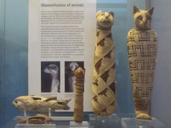 مومیایی-گربه-موزه