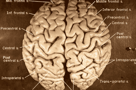 مغز-آلبرت-انیشتین